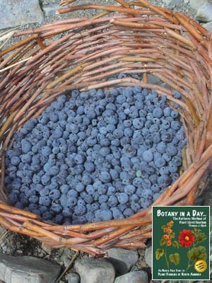 ماهونیا،توت آبی